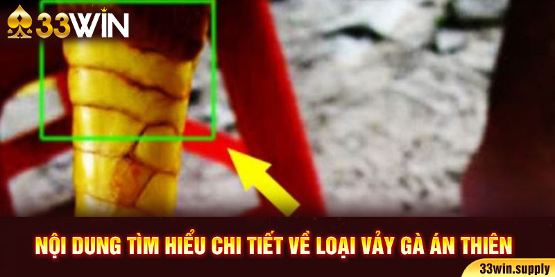 Nội dung tìm hiểu chi tiết về loại vảy gà án thiên