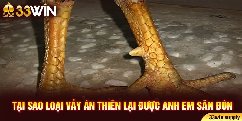 Tại sao loại vảy án thiên lại được anh em săn đón