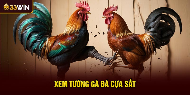 xem tướng gà đá cựa sắt