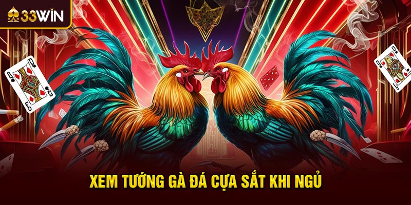 Xem tướng gà đá cựa sắt khi ngủ